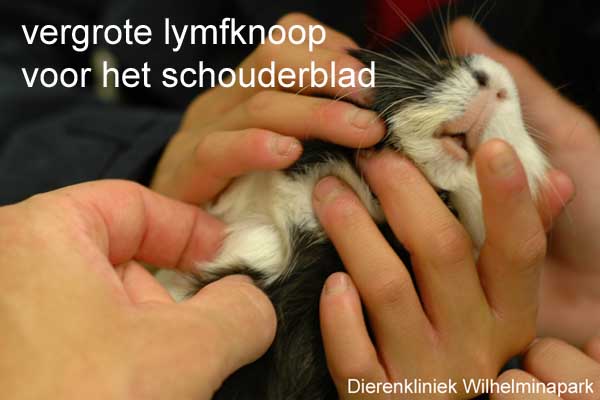 Deze cavia heeft een verdikte lymfknoop in de prescapulaire lymfknoop = de lymfknoop voor het schouderblad..